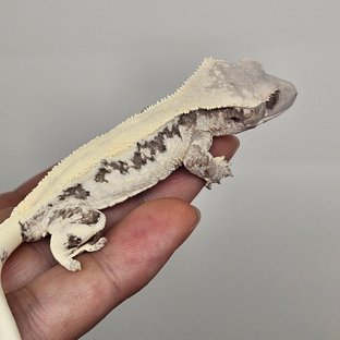 릴리 세이블 화이트스팟 화이트포트홀 솔리드백 풀핀