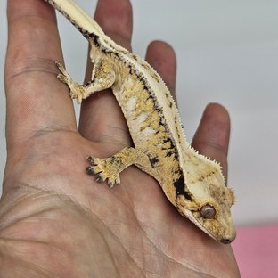 노멀 드리피 화이트스팟 풀핀 익스트림할리퀸 화이트핀