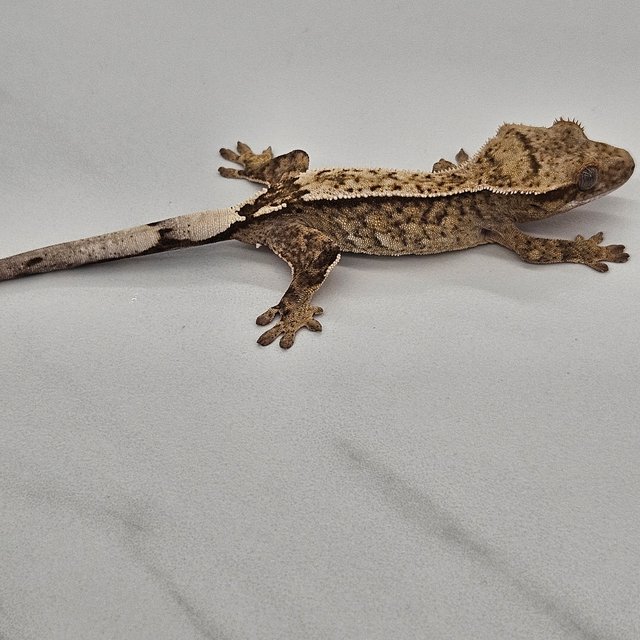 100%헷아잔틱 크림 크림시클