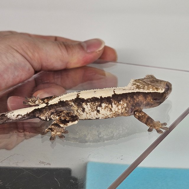 세이블 화이트스팟 화이트핀 드리피 솔리드백