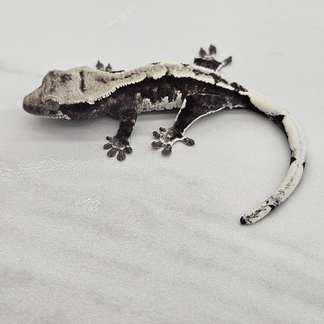 아잔틱 화이트포트홀 할리퀸 화이트핀