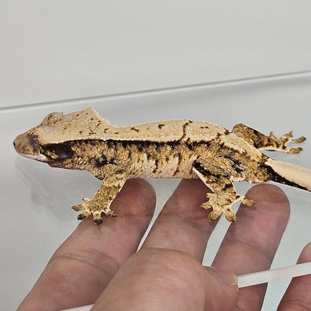 트라이 드리피 화이트스팟 풀핀 익스트림할리퀸 노멀