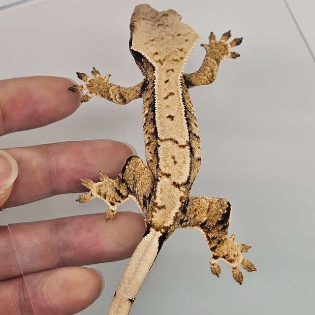 트라이 드리피 화이트스팟 풀핀 익스트림할리퀸 노멀