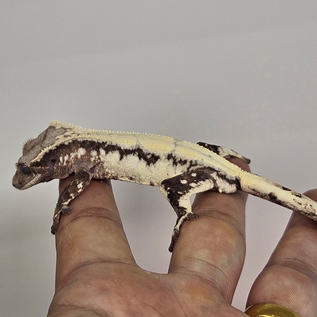 릴리 세이블 솔리드백 화이트스팟 화이트핀 화이트포트홀 풀핀