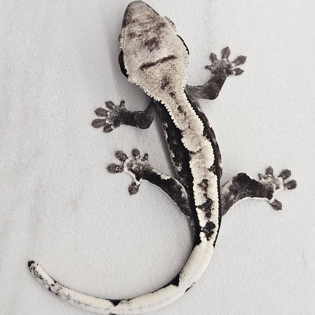 아잔틱 화이트포트홀 할리퀸 화이트핀