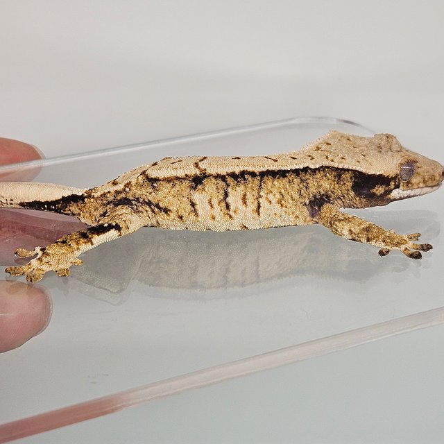 트라이 드리피 화이트스팟 풀핀 익스트림할리퀸 노멀