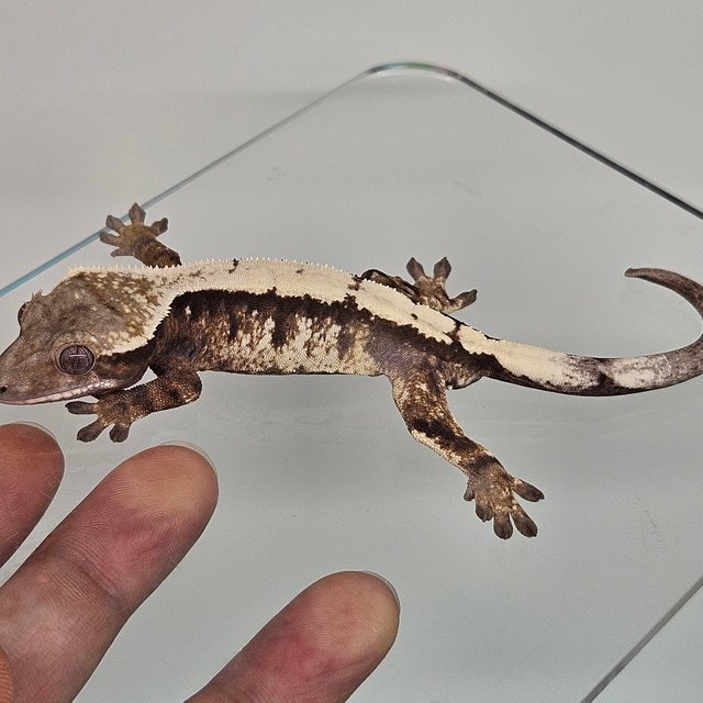 세이블 화이트스팟 화이트핀 드리피 솔리드백