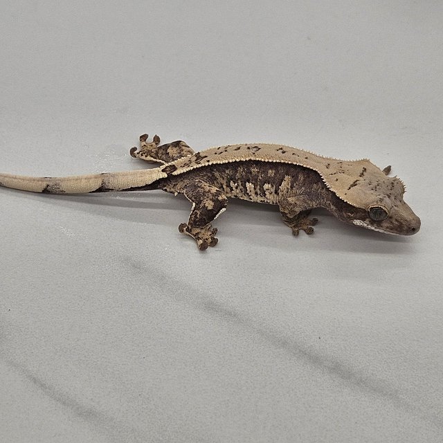 100%헷아잔틱 할리퀸 풀핀 익스트림할리퀸 화이트포트홀