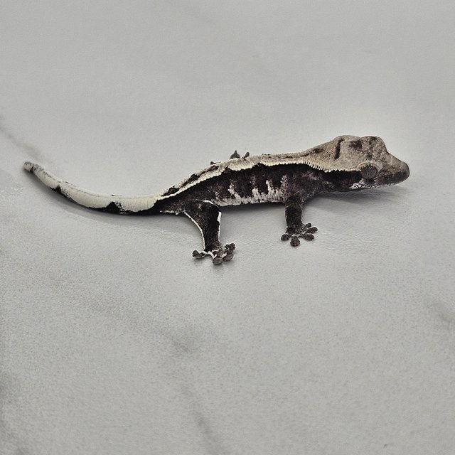 아잔틱 화이트포트홀 할리퀸 화이트핀