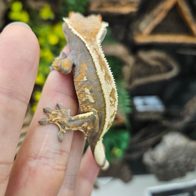세이블