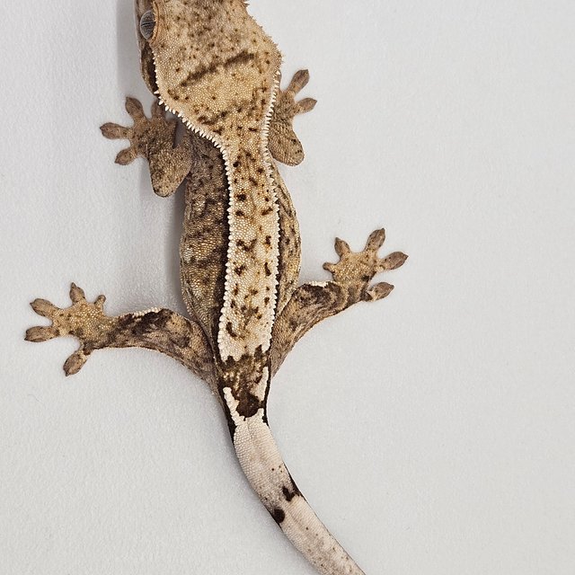 100%헷아잔틱 크림 크림시클