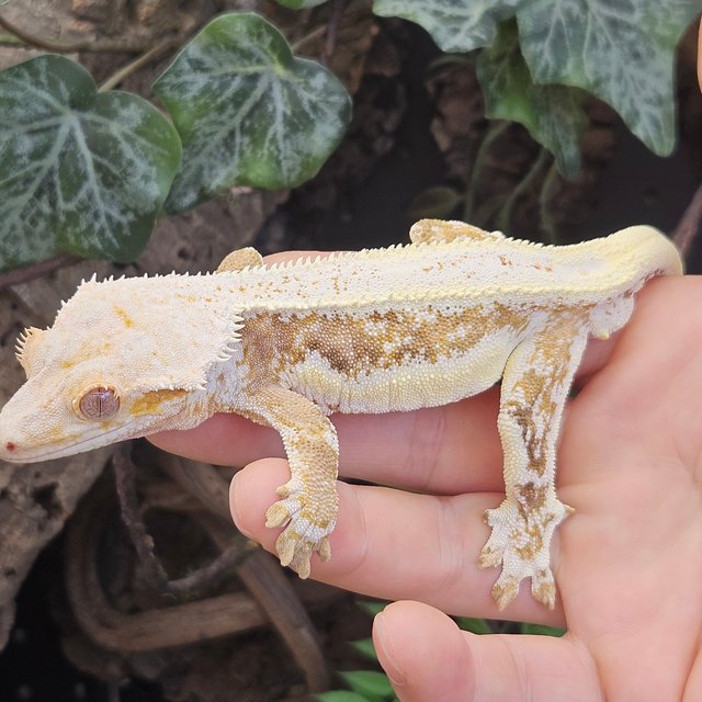 릴리100%헷아잔틱