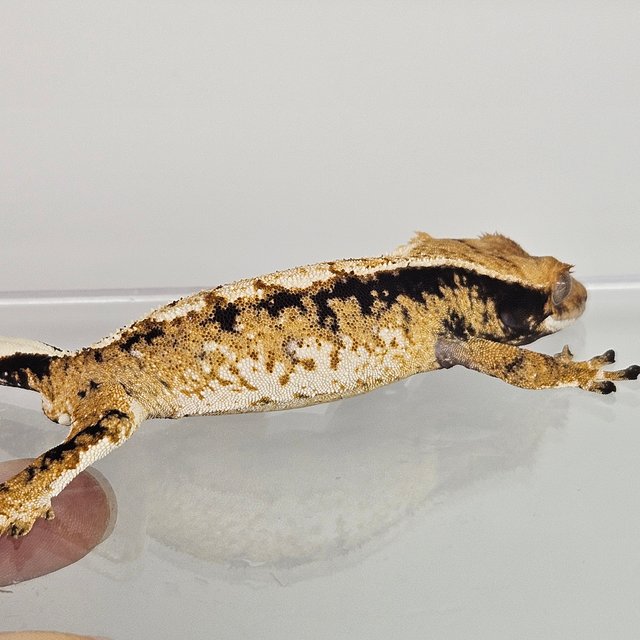 노멀 트라이 익스트림할리퀸 화이트포트홀 화이트스팟 드리피