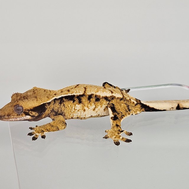 트라이 익스트림할리퀸 화이트스팟 화이트포트홀 화이트핀 드리피