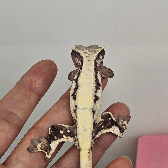 릴리 세이블 솔리드백 화이트스팟 화이트핀 화이트포트홀 풀핀