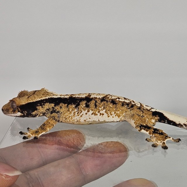 노멀 트라이 익스트림할리퀸 화이트포트홀 화이트스팟 드리피