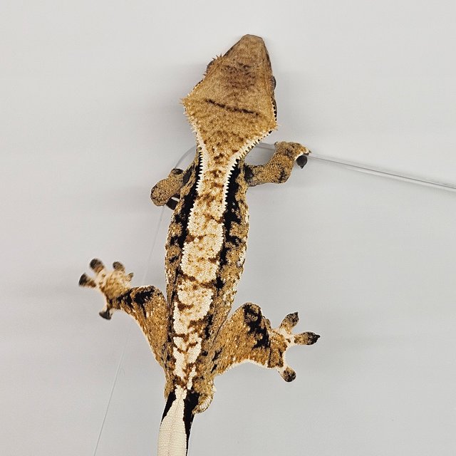 노멀 트라이 익스트림할리퀸 화이트포트홀 화이트스팟 드리피