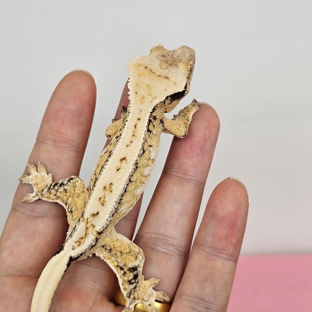 노멀 드리피 화이트스팟 풀핀 익스트림할리퀸 화이트핀