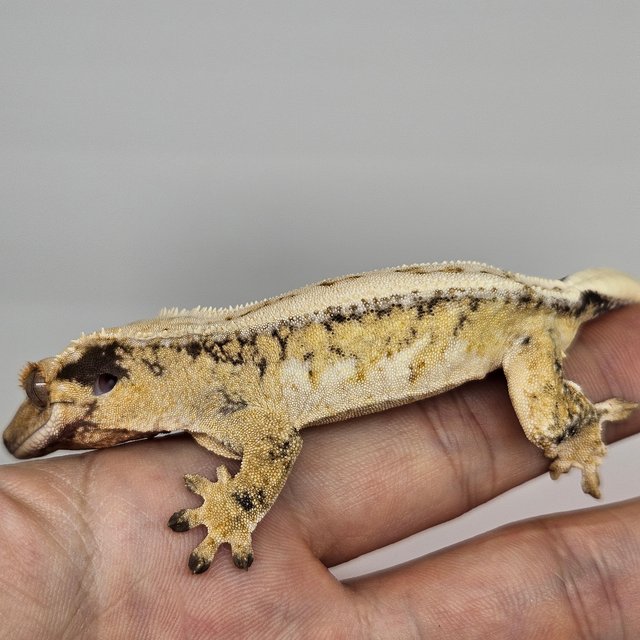 노멀 드리피 화이트스팟 풀핀 익스트림할리퀸 화이트핀