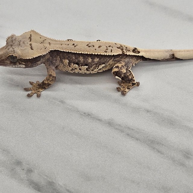 100%헷아잔틱 할리퀸 풀핀 익스트림할리퀸 화이트포트홀