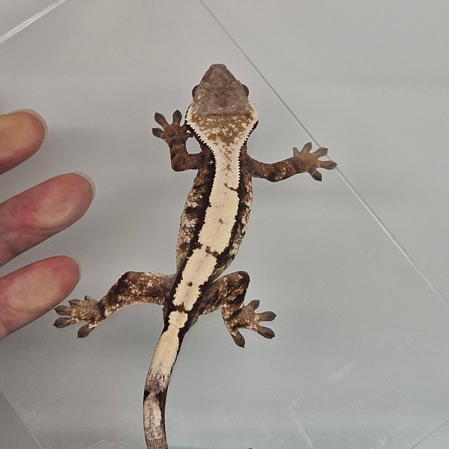 세이블 화이트스팟 화이트핀 드리피 솔리드백