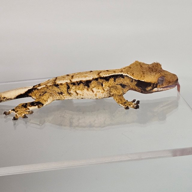 트라이 익스트림할리퀸 화이트스팟 화이트포트홀 화이트핀 드리피