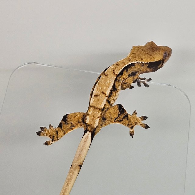 트라이 익스트림할리퀸 화이트스팟 화이트포트홀 화이트핀 드리피