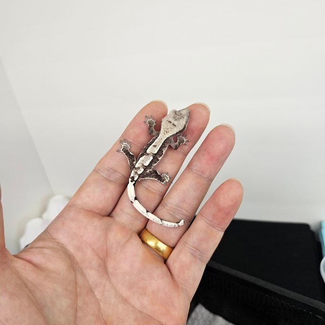 아잔틱 익스트림할리퀸 할리퀸