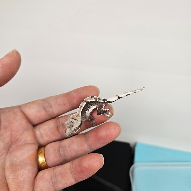 아잔틱 익스트림할리퀸 할리퀸