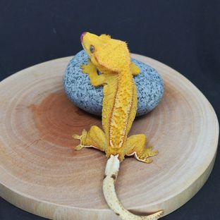 하순이