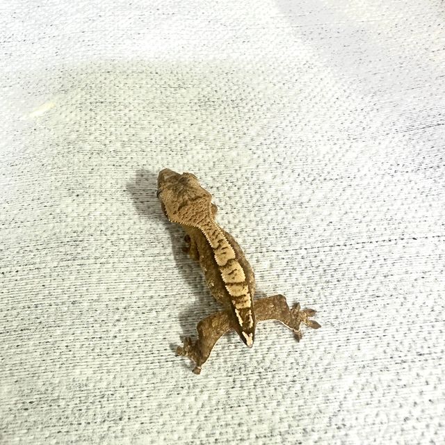 노멀 할리퀸