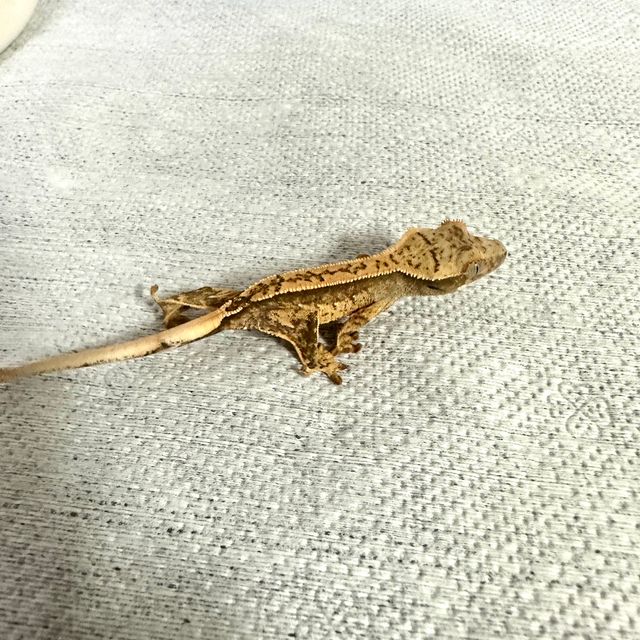 노멀 핀스트라이프