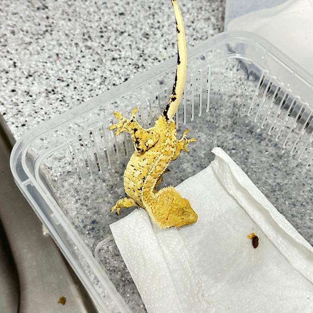 노멀 크림시클