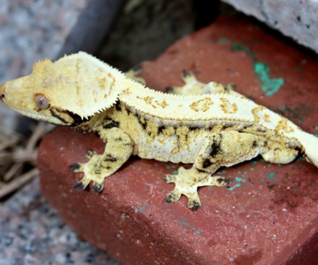 드리피 화이트스팟 핀스트라이프 익스트림할리퀸