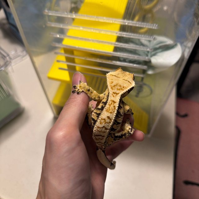 드리피 화이트스팟 핀스트라이프 익스트림할리퀸