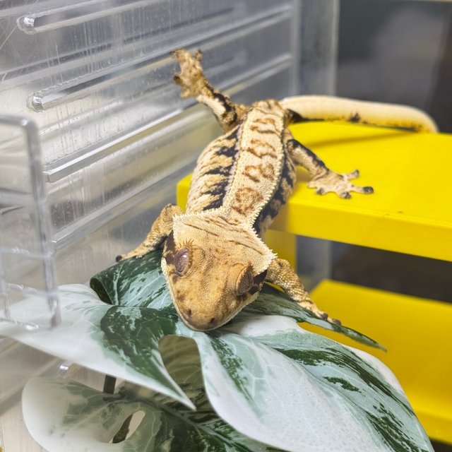 드리피 화이트스팟 핀스트라이프 익스트림할리퀸