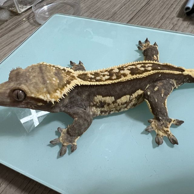엠티백 오닉스