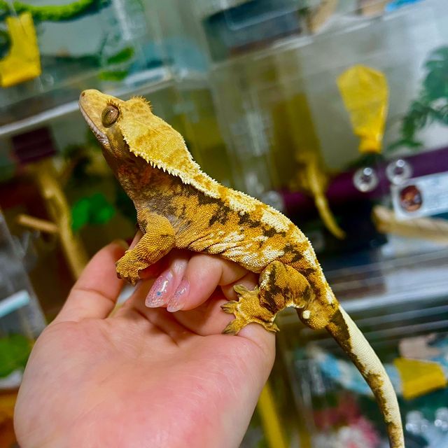 텐저린 바브