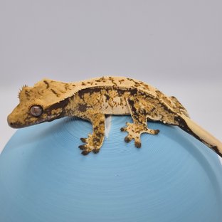 노멀 트라이 익스트림할리퀸