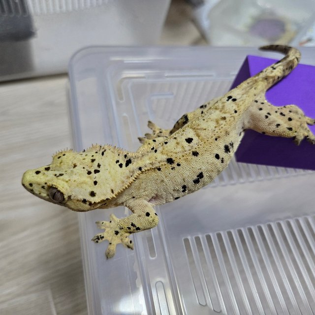 슈퍼달마시안