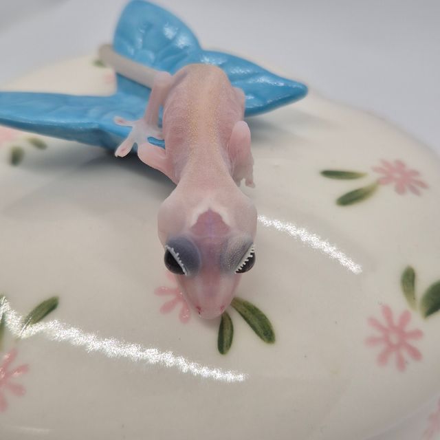 하이포