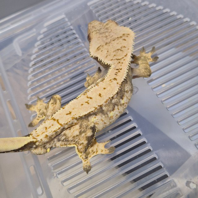 노멀 트라이 익스트림할리퀸