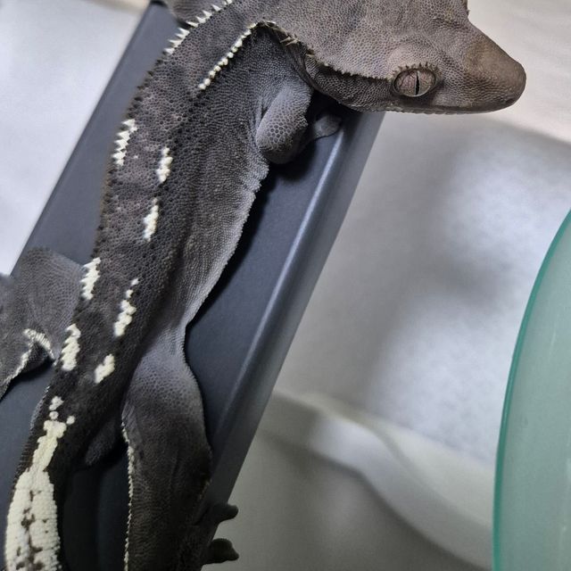 아잔틱