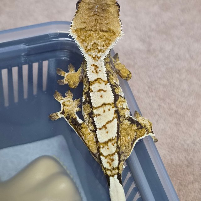 트라이 익스트림할리퀸