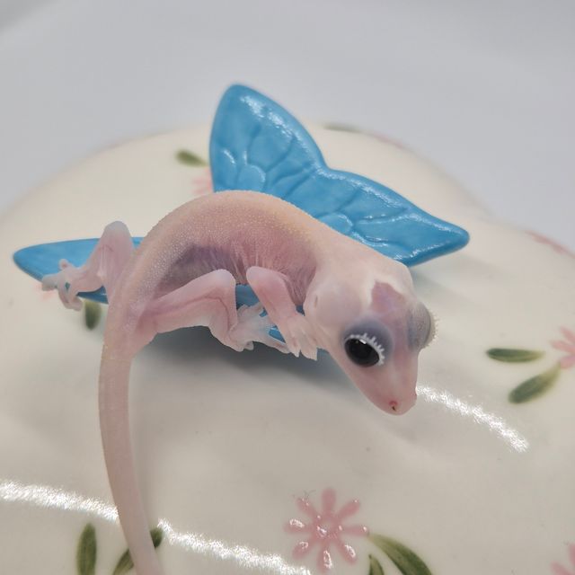 하이포