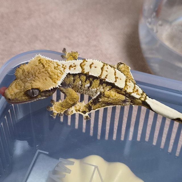 트라이 익스트림할리퀸