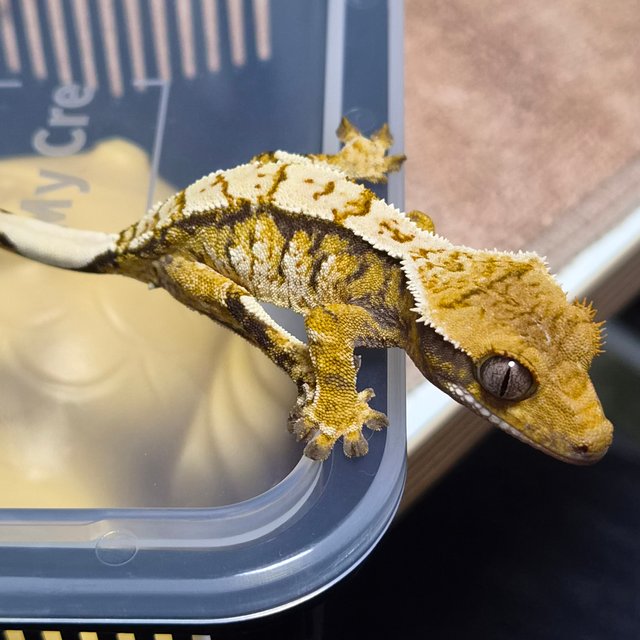 트라이 익스트림할리퀸