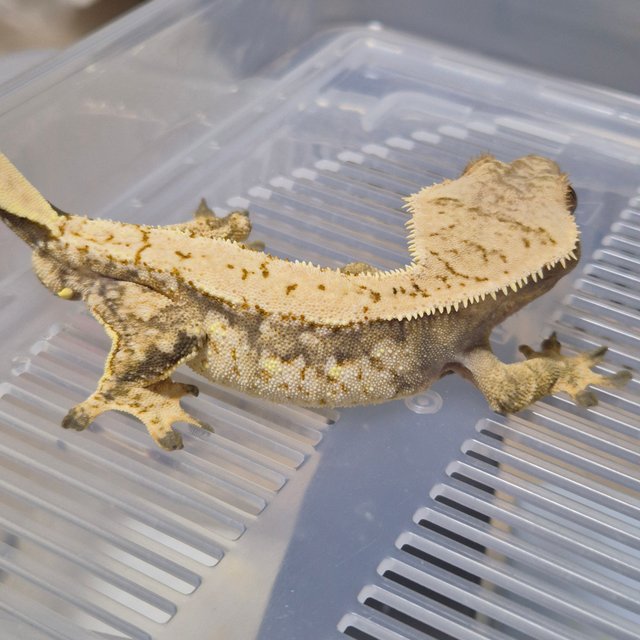 노멀 트라이 익스트림할리퀸