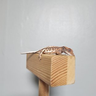 트라이 카푸치노 풀핀