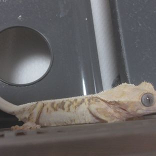 츠쿠요미(블루아이)